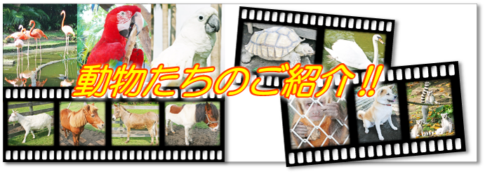 動物たちのご紹介!!